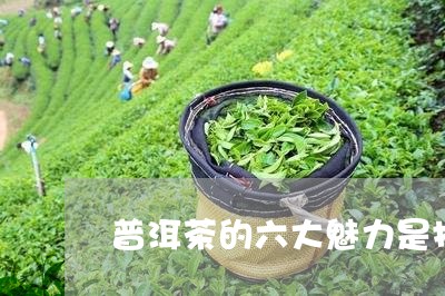 普洱茶的六大魅力是指/2023121714060