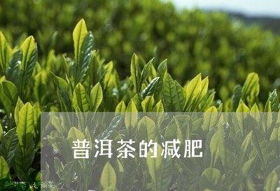 普洱茶的减肥/2023042789262