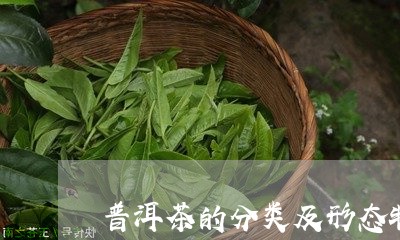 普洱茶的分类及形态特征/2023082410492