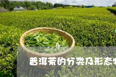 普洱茶的分类及形态特点/2023110148613