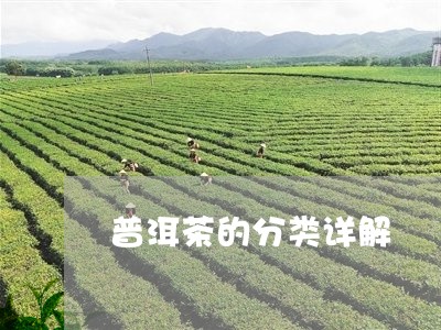 普洱茶的分类详解/2023112564059