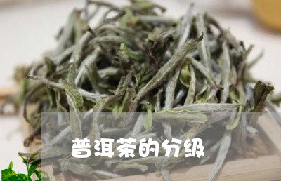 普洱茶的分级/2023042982609