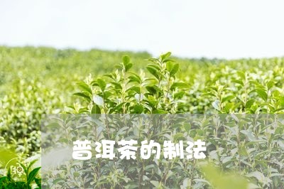 普洱茶的制法/2023042911793