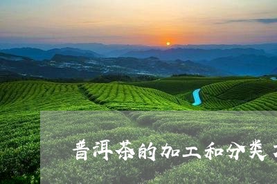 普洱茶的加工和分类方法/2023102459583