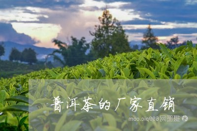 普洱茶的厂家直销/2023110967049