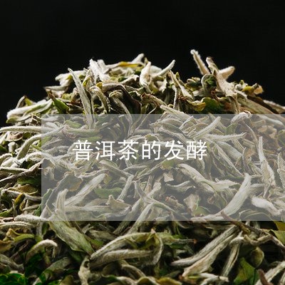 普洱茶的发酵/2023042973677