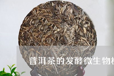 普洱茶的发酵微生物检验/2023050652705