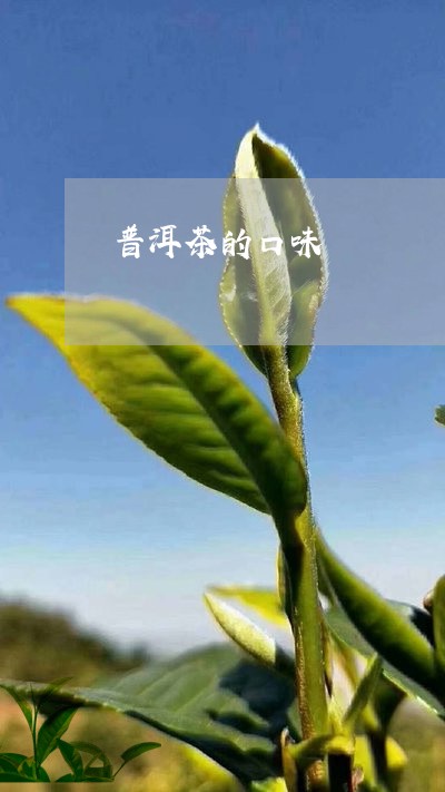 普洱茶的口味/2023042933958