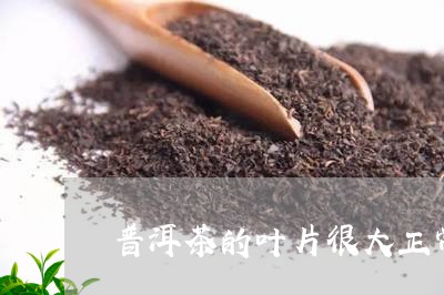 普洱茶的叶片很大正常吗/2023082427603