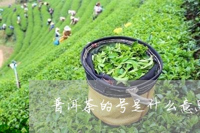 普洱茶的号是什么意思/2023092898304