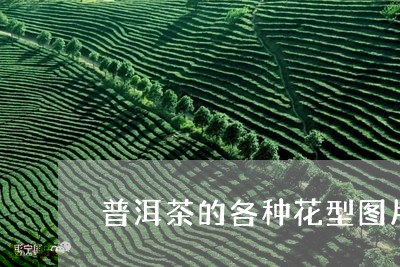 普洱茶的各种花型图片/2023062279471