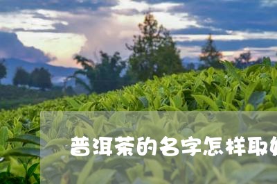 普洱茶的名字怎样取好听/2023082493259