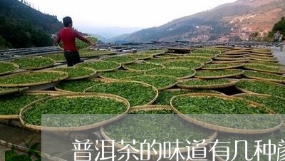 普洱茶的味道有几种颜色/2023083095137