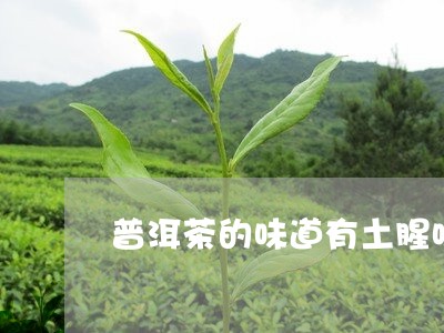 普洱茶的味道有土腥味/2023062472616