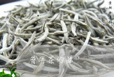 普洱茶的品/2023090620715