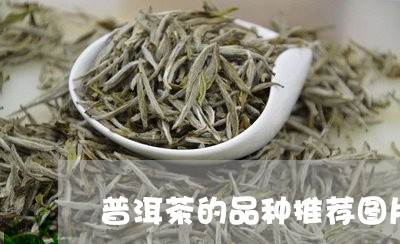 普洱茶的品种推荐图片及名称/2023052958451