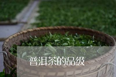 普洱茶的品级/2023042885942