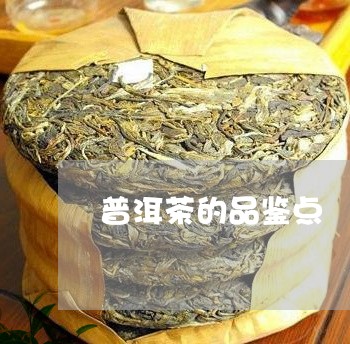 普洱茶的品鉴点/2023101604069