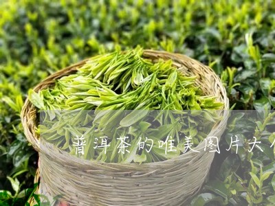 普洱茶的唯美图片大全/2023092504960