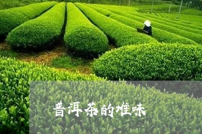 普洱茶的堆味/2023042973093