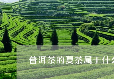 普洱茶的夏茶属于什么/2023080251824