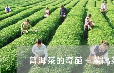 普洱茶的奇葩—紫鹃茶/2023100824035