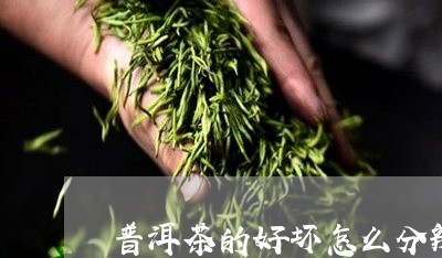 普洱茶的好坏怎么分辨/2023100506361