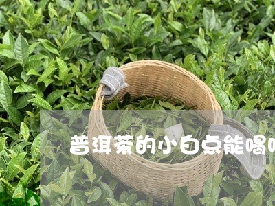 普洱茶的小白点能喝吗/2023101753937