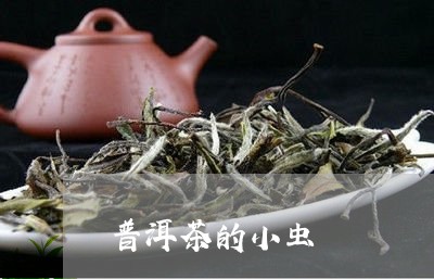 普洱茶的小虫/2023042787899