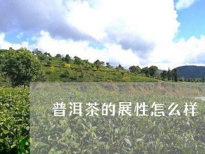 普洱茶的展性怎么样/2023120731705