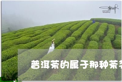 普洱茶的属于那种茶类/2023100837258