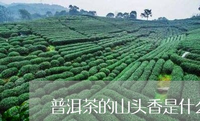 普洱茶的山头香是什么茶/2023082430604