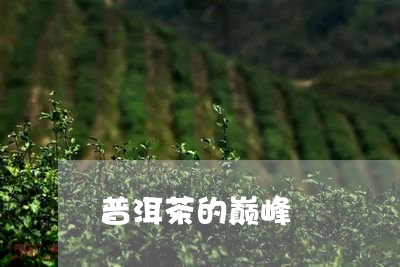 普洱茶的巅峰/2023042789434