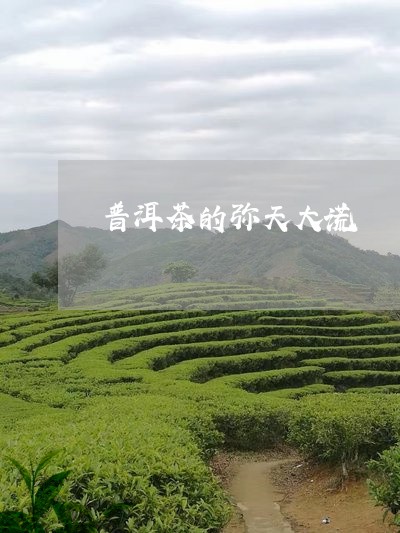 普洱茶的弥天大谎/2023112498684