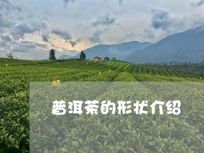 普洱茶的形状介绍/2023110744637