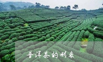 普洱茶的形象/2023042842176