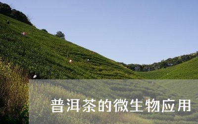 普洱茶的微生物应用/2023091595061