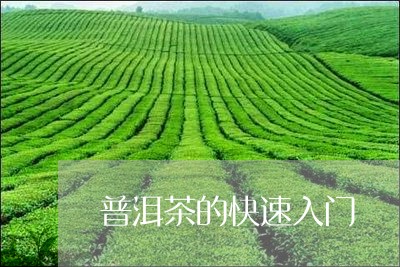 普洱茶的快速入门/2023120484037