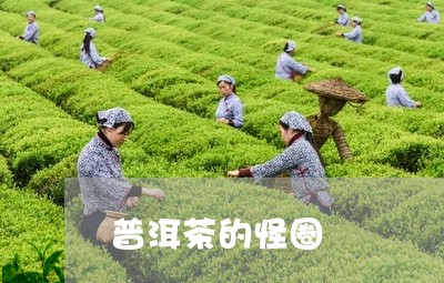 普洱茶的怪圈/2023042627223