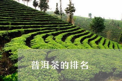 普洱茶的排名/2023121774936