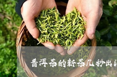 普洱茶的新茶几秒出汤/2023120751704