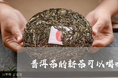 普洱茶的新茶可以喝吗/2023062006059