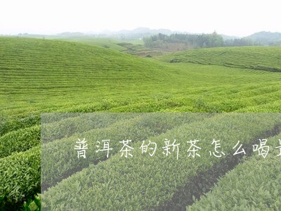 普洱茶的新茶怎么喝最好/2023082760515