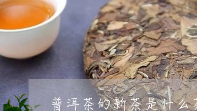 普洱茶的新茶是什么茶/2023120730572