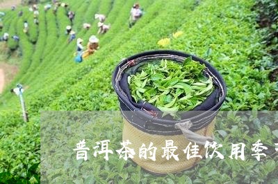 普洱茶的最佳饮用季节/2023100511593