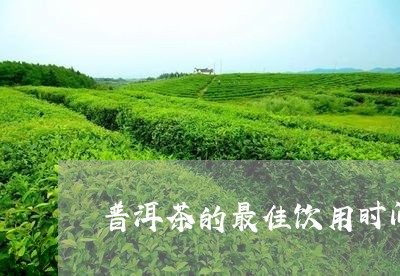 普洱茶的最佳饮用时间/2023072425378