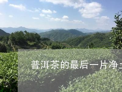 普洱茶的最后一片净土/2023061640381