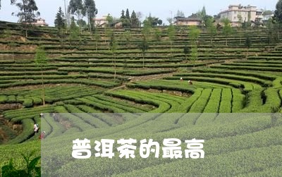 普洱茶的最高/2023042686334