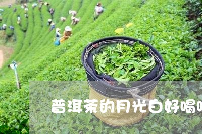 普洱茶的月光白好喝吗/2023092973848