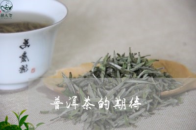 普洱茶的期待/2023042765258